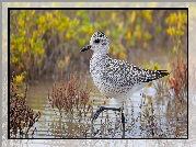 Ptak, Siewnica, Woda, Rośliny