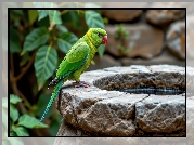 Papuga, Zielona, Ptak, Kamienne, Poidło, Grafika AI