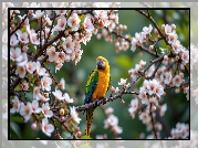 Papuga, Drzewo owocowe, Gałązki, Kwiaty