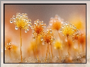 Żółte, Śluzowce, Grzyby, Krople, Rosa, Grafika AI