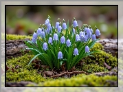 Fioletowe, Kwiaty, Dzwonki, Listki, Mech