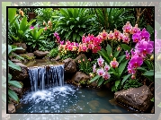 Kamienie, Oczko wodne, Kwiaty, Kolorowe, Storczyki, Rośliny, Grafika AI