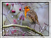 Ptak, Rudzik, Gałązka