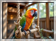 Papuga, Ara, Lina, Huśtawka, Grafika AI