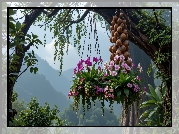 Storczyki, Doniczki, Drzewo, Góry