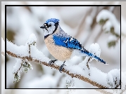 Modrosójka, Ośnieżona, Gałąź