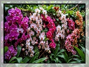 Kwiaty, Kolorowe, Storczyki, Liście, Mur, Grafika AI