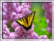 Żółto-czarny, Motyl, Paź królowej, Kwitnący, Lilak