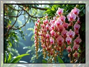 Wiszące, Różowe, Storczyki, Drzewo, Gałązki, Liście, AI