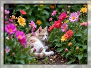 Kot, Kwiaty, Kolorowe