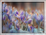 Fioletowo-białe, Krokusy, Kwiaty, Śnieg, Grafika AI