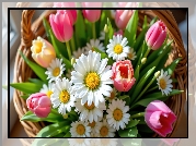 Kwiaty, Tulipany, Złocienie, Wiklinowy, Koszyk