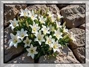 Białe, Lilie, Kamienie