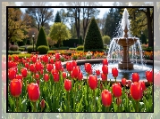 Park, Fontanna, Kwiaty, Czerwone, Tulipany, Drzewa, Wiosna