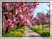 Kwiaty, Różowe, Gałąź, Aleja, Drzewo owocowe, Grafika AI