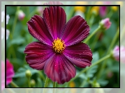 Kwiat, Ciemnoczerwony, Kosmea, Zbliżenie