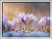 Różowe, Krokusy, Śnieg, Kwiaty, Grafika AI