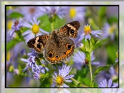 Junonia coenia, Kolorowy, Motyl, Astry, Marcinki