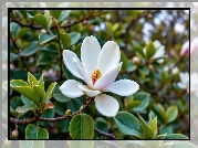 Magnolia, Kwiat, Liście, Grafika AI