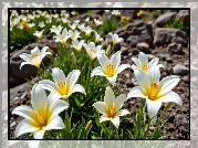 Białe, Lilie, Rozkwitnięte