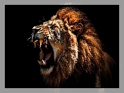 Lew, Głowa, Grzywa, Kły, Czarne, Tło, AI