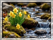 Kwiaty, Żółte, Narcyzy-żonkile, Omszałe, Kamienie, Strumień, Wiosna