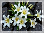 Kwiaty, Białe, Lilie, Kamienie, Krople