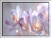 Różowe, Krokusy, Grafika AI