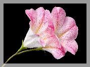 Kwiat, Jasnoróżowy, Czarne, Tło, AI