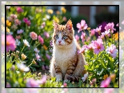 Biało-rudy, Kot, Siedzący, Kwiaty