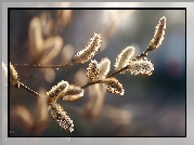 Wierzba, Bazie, Kwitnące, Gałązka, Grafika AI