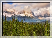 Drzewa, Canadian Rockies, Góry skaliste, Dolina Bow, Park Narodowy Banff, Kanada