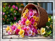 Żółte, Różowe, Kwiaty, Kosz