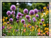 Fioletowe, Kuliste, Kwiaty, Czosnek ozdobny