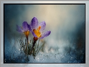 Fioletowy, Krokus, Grafika AI