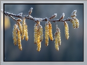 Gałązka, Brzoza, Grafika AI