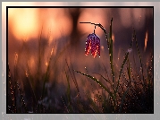 Szachownica kostkowata, Kwiat, Grafika AI