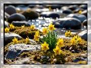 Kwiaty, Żółte, Narcyzy żonkile, Kamienie, Mech, Woda