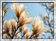 Magnolia, Białe, Kwiaty, Gałązki, Krzew, Niebo