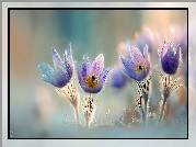 Cztery, Sasanki, Kwiaty, Grafika AI