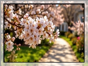 Jasnoróżowe, Kwiaty, Gałązki, Drzewo owocowe