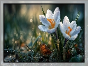 Białe, Krokusy, Kwiaty, Trawa, Krople, Grafika AI