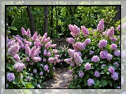 Kwitnące, Jasnofioletowe, Kwiaty, Krzewy, Drzewa