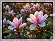 Magnolie, Jasnoróżowe, Zbliżenie