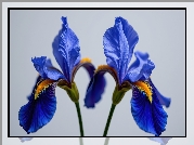 Dwa, Rozkwitnięte, Niebieskie, Irysy