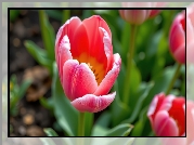 Czerwony, Roozwitający, Tulipan