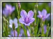 Fioletowe, Kwiaty, Pąki