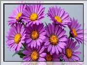 Purpurowy, Aster