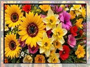 Słoneczniki ozdobne, Narcyzy żonkile, Kwiaty