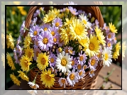 Żółte, Białe, Fioletowe, Kwiaty, Koszyk